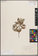 Foto von Salix caprea L. x Salix starkeana Willd.